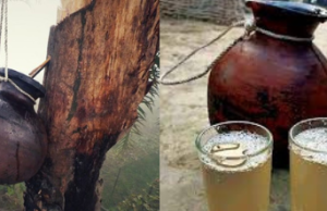 Drinking Fresh Date Palm Sap:A Winter Delight Glam n Hot