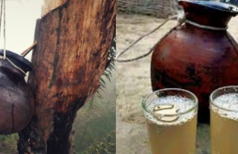 Drinking Fresh Date Palm Sap:A Winter Delight Glam n Hot