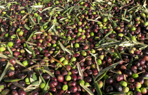 How Swamp, Olive, and Brat Came to Rule 2024 Olive