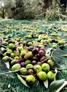Olive seeds