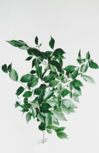 Banana Leaf Fig