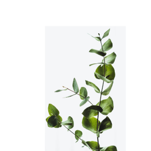 Houseplant of Banana Leaf Fig