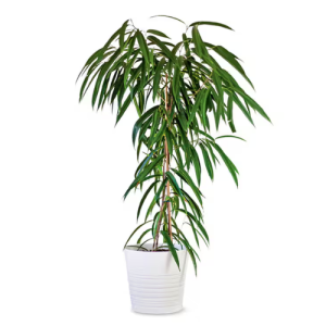 Banana Leaf Fig