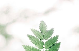 Houseplant of the Week: Banana Leaf Fig Banana Leaf Fig