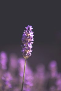 English Lavender