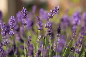  English Lavender