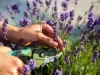 A Gardener’s Guide to Growing and Caring for English Lavender English Lavender