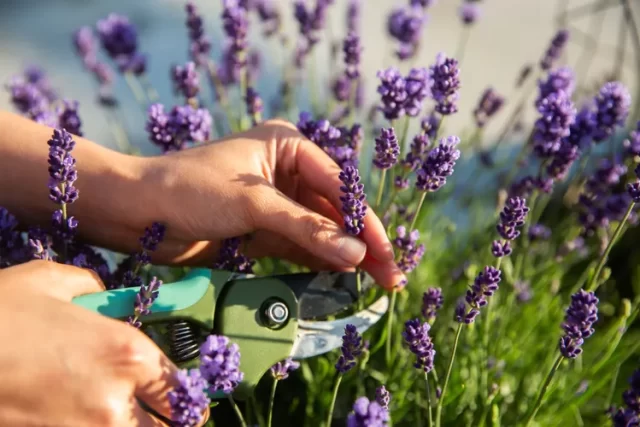 English Lavender
