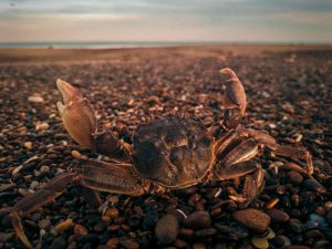 Crab