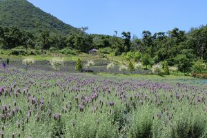 Growing English Lavender