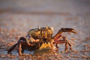 Taste of Crab