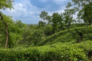 Srimangal tea garden